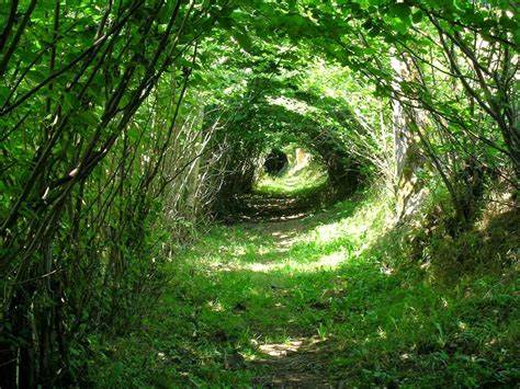 探寻大自然中令人惊叹的光学幻象现象,解析其成因和背后的科学原理,揭示自然界中隐藏的视觉谜团,为爱好自然与科学的读者带来全新的视角体验。
