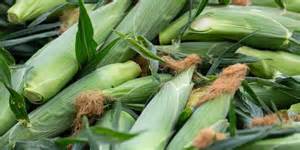 美国农业部最新数据显示,今年美国玉米种植面积达到近一个世纪以来的新高,种植规模自1936年尘暴时期以来从未如此广泛。本文深入分析玉米种植面积激增的原因、影响及未来趋势,揭示这一农业现象背后的经济和环境因素。
