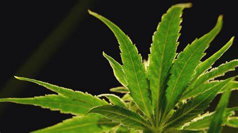 新研究显示大麻衍生药物可减轻下背痛:希望、机制与现实考量
