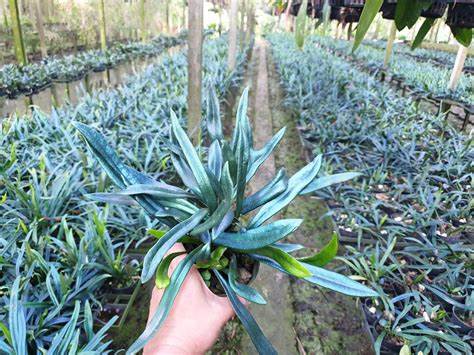 探秘泰国微蕨(Microsorum thailandicum)的独特魅力,了解其生长习性、养护要点及观赏价值,帮助植物爱好者打造绿意盎然且独特的室内空间。
