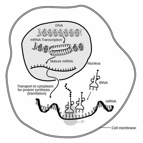 本文深入探讨了mRNA降解速度如何影响自身免疫疾病的发生发展,解析其分子机制及潜在的治疗价值,为相关研究和临床应用提供科学依据。

