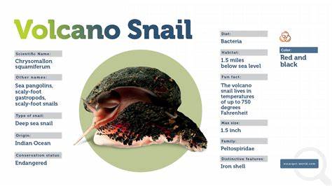 印度洋深海热泉中生活着一种罕见而独特的生物 -  - 铁盔火山蜗牛。这种海洋软体动物不仅拥有独特的铁质护甲,还展现了深海适应的神奇进化,为科学研究和生态保护带来了无限启示。
