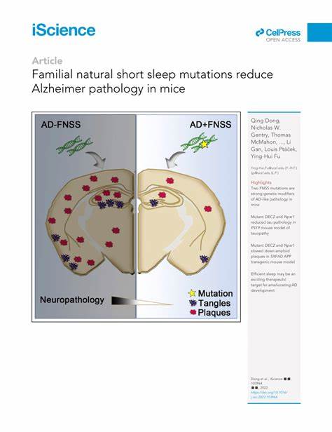 家族自然短睡眠是一种罕见的遗传睡眠特质,令个体无需长时间睡眠而依然精神充沛,本文深入解析这种现象的遗传机制、表现特征及其对健康的影响,揭示其在神经退行性疾病中的潜在保护作用。
