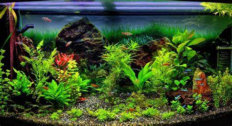 探索如何创建一个多物种共存的社区水族箱,详细讲解鱼类种类选择、兼容性判断、水质需求及养护技巧,帮助水族爱好者构建稳定且美观的水下生态系统。
