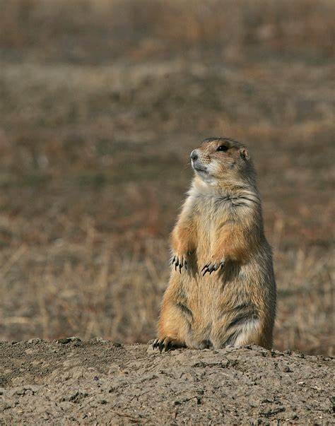 美国保护组织美国大草原在蒙大拿州成功收购七万英亩的Anchor Ranch土地,开启了生态保护和公共访问的新局面。这一举措不仅复兴了濒危物种的栖息地,也让公众重新获得了珍贵的自然资源。
