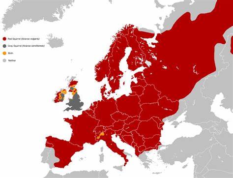 红与灰:欧洲松鼠分布、冲突与保护之路
