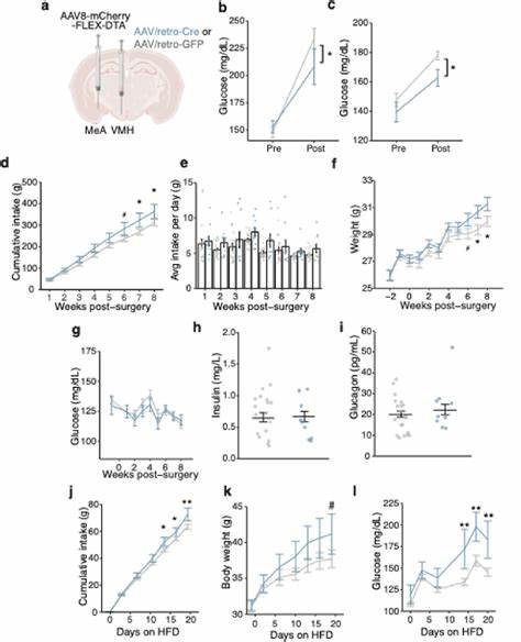 杏仁核‑肝脏轴:揭示应激引发血糖波动的新机制与临床启示
