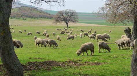揭示罗马尼亚一起涉及公职人员的牧场补贴欺诈案细节、调查过程与影响,分析防范欧盟农业资金被滥用的制度与技术对策,并评估该案对地方与欧盟层面的政策启示
