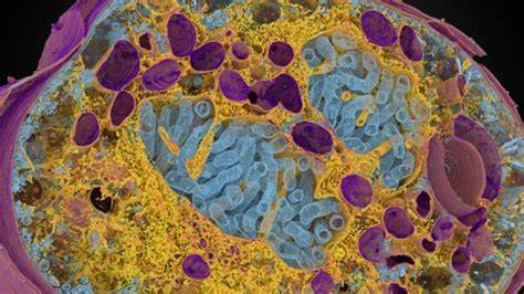 本文深入探讨了在Blender大会2025上展示的前沿三维生物大体积数据可视化技术,详细解析了该领域的技术进展与应用前景,助力科研人员和技术爱好者了解如何利用Blender实现复杂生物数据的高效呈现。
