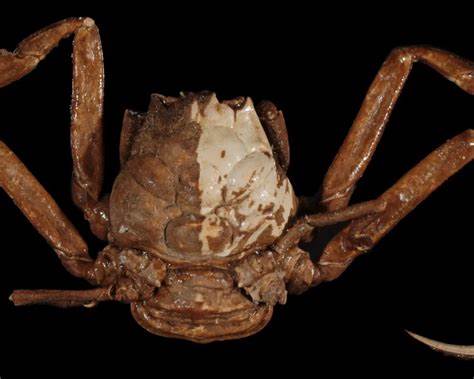 平家蟹(Heikegani)以其像人脸的甲壳图案和与平家武士的传说著称。本文从生物学、考古学和文化视角解读这一海洋生物的自然形态与民间神话,梳理科学争论并提供观赏与保护建议。
