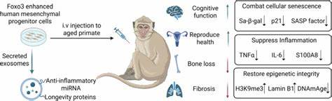改写命运:基因改造干细胞引燃抗衰革命的前沿与挑战
