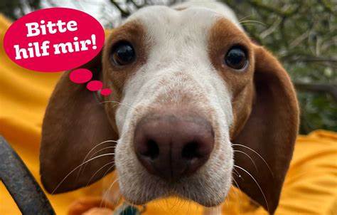 PFOTENHILFE Lochen作为奥地利重要的动物保护组织,致力于救助被遗弃、走失及被当局没收的动物,提供一个安全温馨的避风港。本文深入解析PFOTENHILFE的使命、具体工作和社会影响,展现其在动物保护领域的重要作用。
