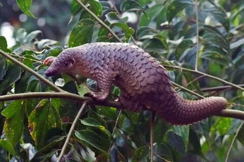 Indonesian pangolin trafficking prosecution reveals police involvement