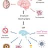 探讨血浆生物标志物(p-tau217、GFAP、NfL)与阿尔茨海默病(AD)及小血管病变(SVD)影像标志物之间的差异性关联,分析其对认知功能的影响,并探讨混合病理在临床诊断中的意义。
