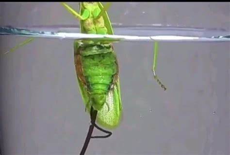 寄生虫与宿主间错综复杂的关系揭示了生物操控行为的新境界,探讨了寄生绦虫通过基因盗取改变螳螂行为,强迫其自我溺亡的科学发现,深度解析了这种生命现象背后的分子机制及其生态学意义。
