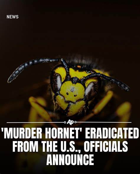 经过长达五年的艰苦斗争,美国成功根除外来入侵物种亚洲巨型黄蜂,保护了本土蜂群和生态系统,推动环境保护迎来重要里程碑。
