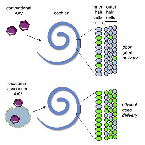 近年来,基因疗法在治疗遗传性耳聋领域取得突破性进展。特别是针对CLIC5基因突变导致的听力和前庭功能障碍,基于腺相关病毒(AAV)载体的基因替代疗法显示出令人振奋的治疗潜力。通过科学研究证明该疗法可有效恢复耳蜗及前庭毛细胞的功能,有望为患者带来切实改善。
