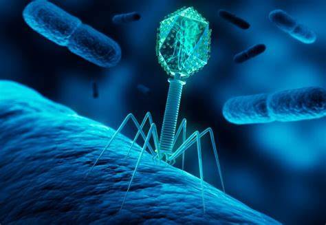 科学家发现'微生物劫持'现象,揭示细菌通过病毒劫持传播抗药基因的机制,或为解决全球抗菌素耐药危机带来突破,推动精准治疗和快速诊断技术发展。
