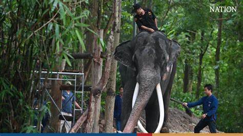 探讨二十一世纪大象外交的历史延续及其现代应用,深入分析大象作为国际外交礼物的文化象征和政治意义,以及亚洲非洲国家如何利用这一古老的外交形式促进国际关系和经济合作。
