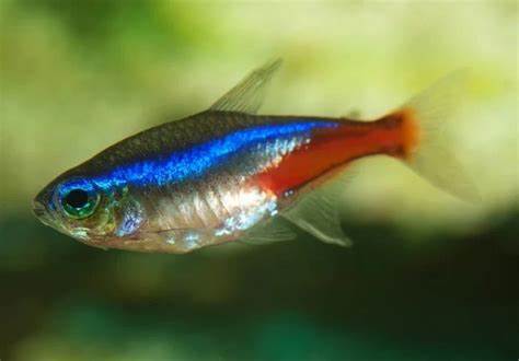 了解适合新手养殖的水族箱鱼类,探索这些鱼种的特点、饲养技巧及环境要求,帮助您轻松打造健康美观的家用水族箱,享受水下世界的乐趣。
