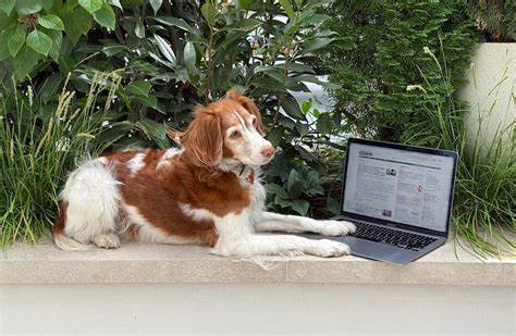 深入解析Techmeme作为科技新闻聚合平台,如何在变化莫测的互联网环境中坚持二十年始终如一的发展战略及其行业影响力。探讨其独特的内容策划方式、面对挑战的应对策略以及未来展望。
