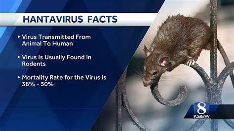 Explore the growing threat of hantavirus in Europe due to climate change and habitat destruction. Learn about transmission, prevention, and Europe's preparedness for emerging zoonotic diseases.
