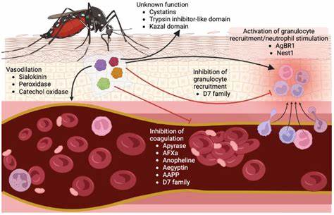 Insect protein blocks bacterial infection