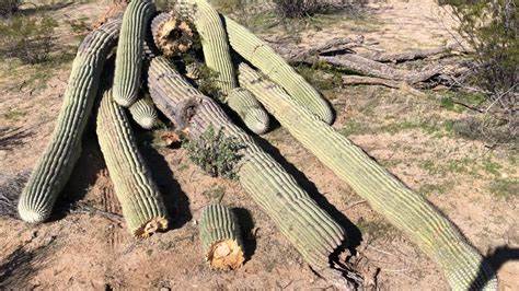 本文深入分析了Cactus公司股价近期大幅下跌的多重因素,涵盖高管抛售股份、业绩低于预期以及行业整体挑战,帮助投资者全面了解影响因素并探讨未来发展潜力。
