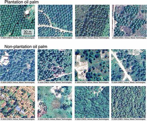 围绕非洲大量未入统计的非种植园油棕现象,从生态、经济与社会三维度解析其成因、监测难点与政策挑战,并提出可行的治理与可持续发展路径,旨在为研究者、决策者与产业链利益相关方提供参考与行动方向。
