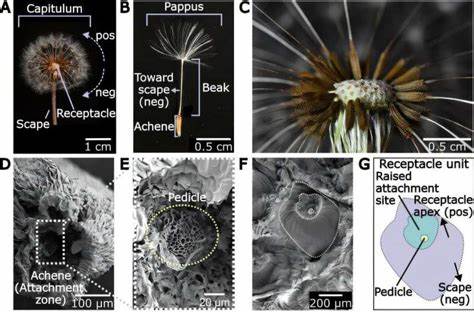 探索蒲公英如何利用不对称附着来精准控制种子传播,揭示它们种子散播策略背后的科学原理和生态意义,助力环境保护和农业应用。

