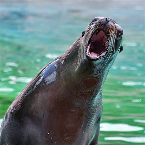 探讨"海狮式"网络骚扰的定义、起源、表现形式及其对网络互动的影响,揭示这一隐蔽骚扰手法的本质与防范策略,帮助读者识别并有效应对这一日益普遍的网络挑衅行为。
