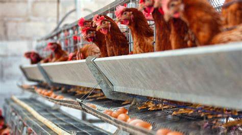 本文深入探讨了欧洲公共检察官办公室在保加利亚提起的针对一名涉及欧盟资助就业项目欺诈案件的起诉,分析案件背景、细节及其对欧盟资金管理的影响,全面揭示欧盟打击财政欺诈的决心与措施。
