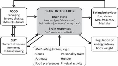 深入探讨肠道与大脑之间复杂的互动机制,揭示其如何影响人类的饮食习惯和食物选择,为健康饮食提供科学依据。
