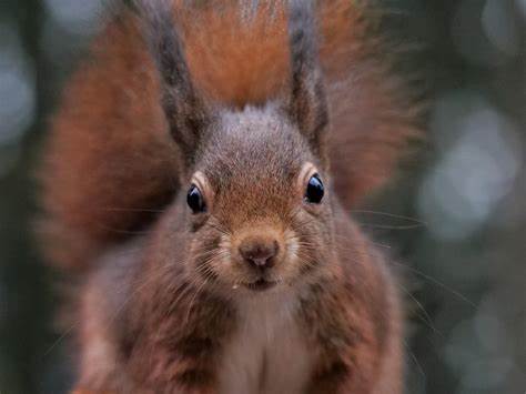 巧克力扣子与欧亚赤松鼠:一张宝宝照片引发的自然守护与摄影指南
