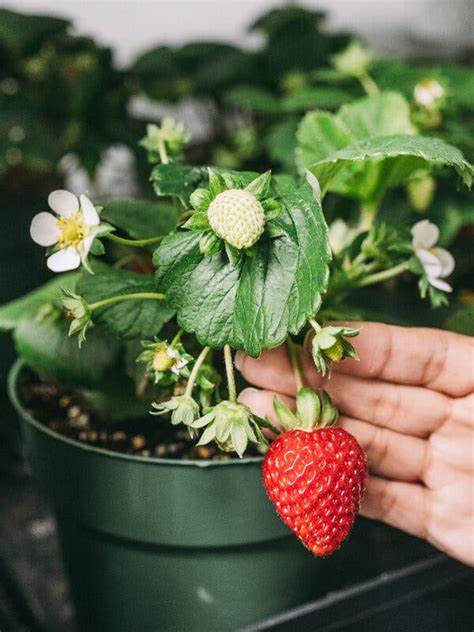 在加拿大北极偏远的因纽特社区,创新的高科技温室项目打破了严寒和黑暗的限制,使当地居民能够全年种植草莓及多种新鲜蔬果,改善饮食健康并促进社区可持续发展。本文深入探讨这一突破性农业创新背后的技术、挑战与未来展望。
