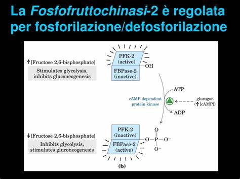探讨磷酸果糖激酶2(PFK2)在细胞代谢中的关键作用,解析其分子调控机制及与多种生理过程的关联,揭示这一酶在能量代谢中的核心地位。
