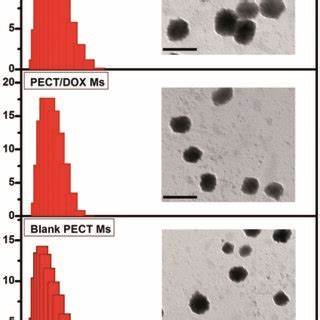 全国公共英语等级考试(PETS)作为我国教育部主办的非学历性英语水平考试,为广大英语学习者提供了一个公平、科学的英语能力评价平台。本文深入解析PETS的考试结构、等级划分、报考条件及备考策略,帮助考生全面了解考试特点,提升实际英语交际能力,顺利通过考试,实现个人英语能力的飞跃。
