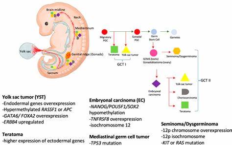 最新研究揭示约10%的儿童血液癌症可能与医疗影像中的辐射暴露相关,本文深入解析该发现的科学依据、辐射对儿童健康的影响及相关防护对策,为家长和医疗从业者提供权威参考。
