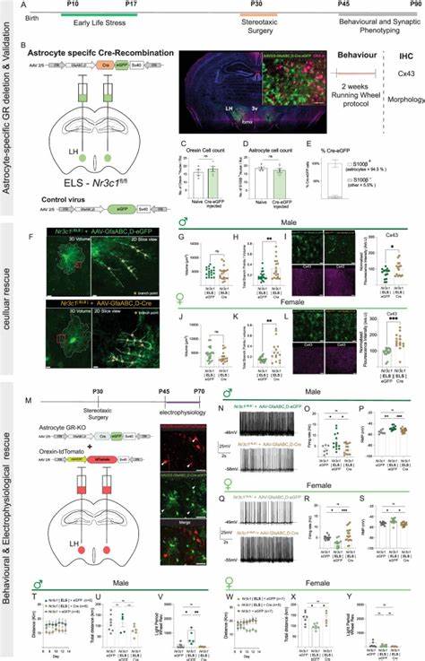 科学研究揭示了早期应激对小鼠大脑星形胶质细胞的影响,展示了雄性和雌性小鼠在行为活动及神经元功能上的性别差异,深入探讨了压力与神经细胞交互的复杂机制,为理解压力对神经系统的影响提供了新视角。
