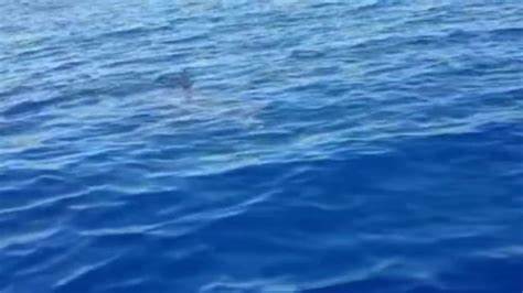 近期意大利兰佩杜萨海域出现了一只罕见的大白鲨,引起了广泛关注和讨论。这次壮观的目击事件不仅展现了海洋生态的神秘魅力,也为研究和保护海洋生物提供了宝贵资料。
