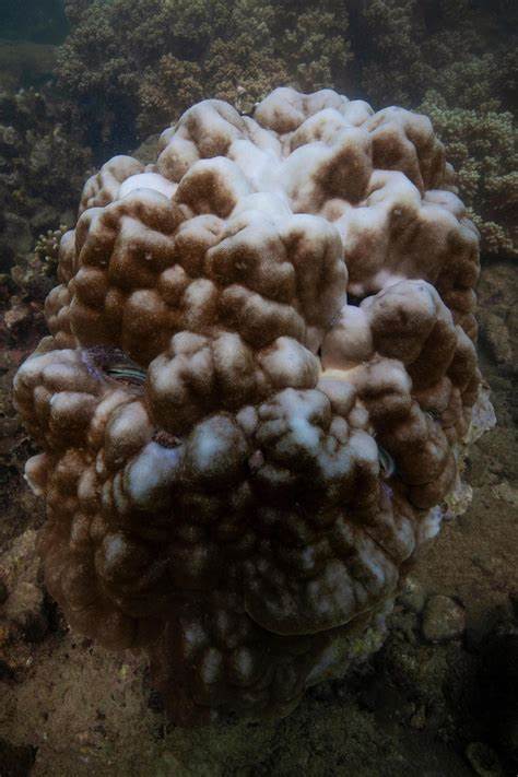 84% of the coral reefs hit by worst bleaching event on record