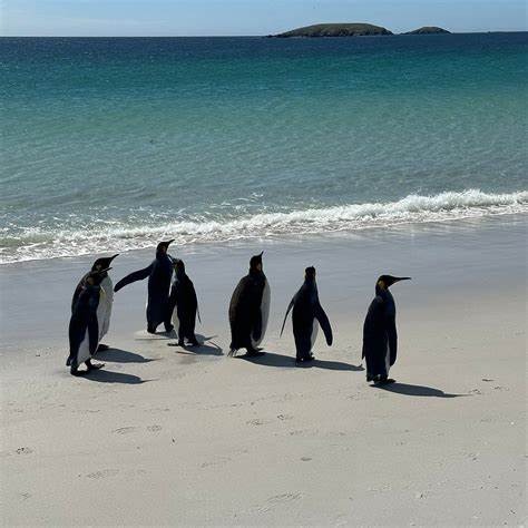 深入了解福克兰群岛的独特魅力、最佳旅游季节、必游景点和实用旅行建议,助您规划一次难忘的南大西洋探险之旅。
