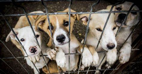 深入探讨VIER PFOTEN奥地利关于领养宠物的理念与实践,解析领养宠物的优势、流程以及必须关注的责任与准备,旨在帮助有意领养者全面理解,做出负责任的选择。
