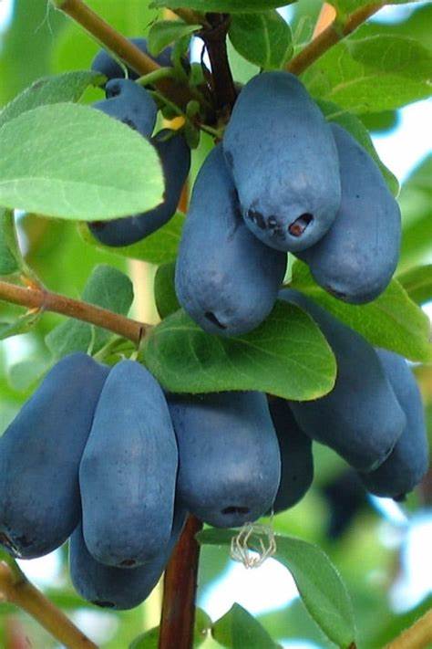 Borealis蓝宝石蜂蜜莓,作为原产于西伯利亚的极寒耐寒成果,凭借其独特的风味和丰富的营养价值,正在北方果园和庭院种植中备受青睐。本文深入探讨了其生长特性、栽培要点、土壤和气候适应性以及其在园艺和果蔬消费中的广泛应用。
