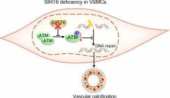 Fucoidans are senotherapeutics that enhance SIRT6-dependent DNA repair
