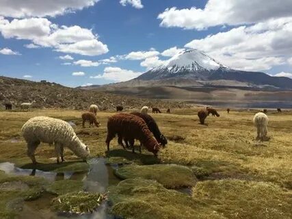 探索Pinterest在智利的迅速发展及其对创意产业、生活方式及商业推广的深远影响,揭示这一视觉平台如何成为智利用户表达灵感和实现社交互动的新天地。
