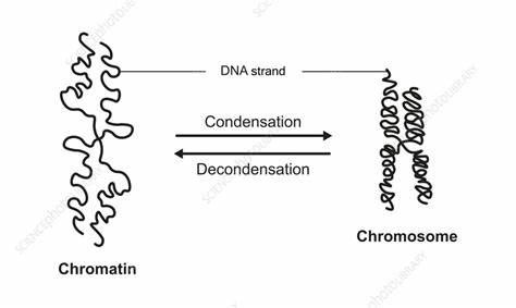 探索染色质相关凝聚体在分子生物学中的独特作用及其为未来DNA计算技术带来的创新启示,揭示生物系统如何激发计算科学的革新发展。

