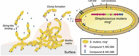 介绍一种源自口腔致龋菌的双分子协同机制及其生物合成、作用方式与口腔健康影响,探索基因组-代谢组整合分析在发现潜在致病因子和防治牙龋中的应用前景
