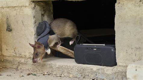 坦桑尼亚的"英雄老鼠"以其惊人的能力在地雷清除和结核病检测领域开创了革命性的方法,助力安全与健康双重防护,展现了动物在社会发展中的独特价值。
