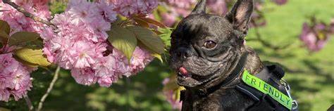 代数数据类型和广义代数数据类型在现代函数式编程中扮演着极其重要的角色。即使在许多不原生支持这些特性的编程语言中,开发者仍可以通过多种技巧和设计模式实现类似的功能,提升程序的类型安全和可维护性。本文深入解析了在语言限制较大的环境中模拟ADTs和GADTs的多种方法,帮助开发者跨越语言边界,借鉴高级类型系统的设计思想。
